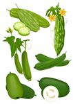 果蔬菜失量