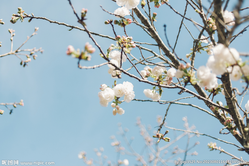 樱花