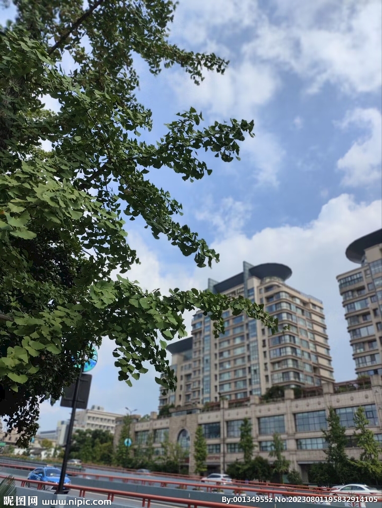 树的那边