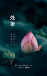处暑荷花美景海报