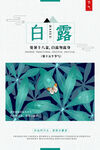 白露 二十四节气