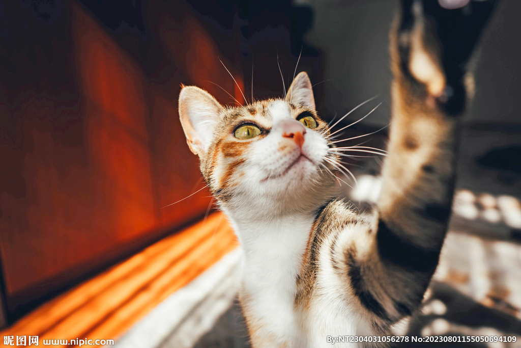萌猫