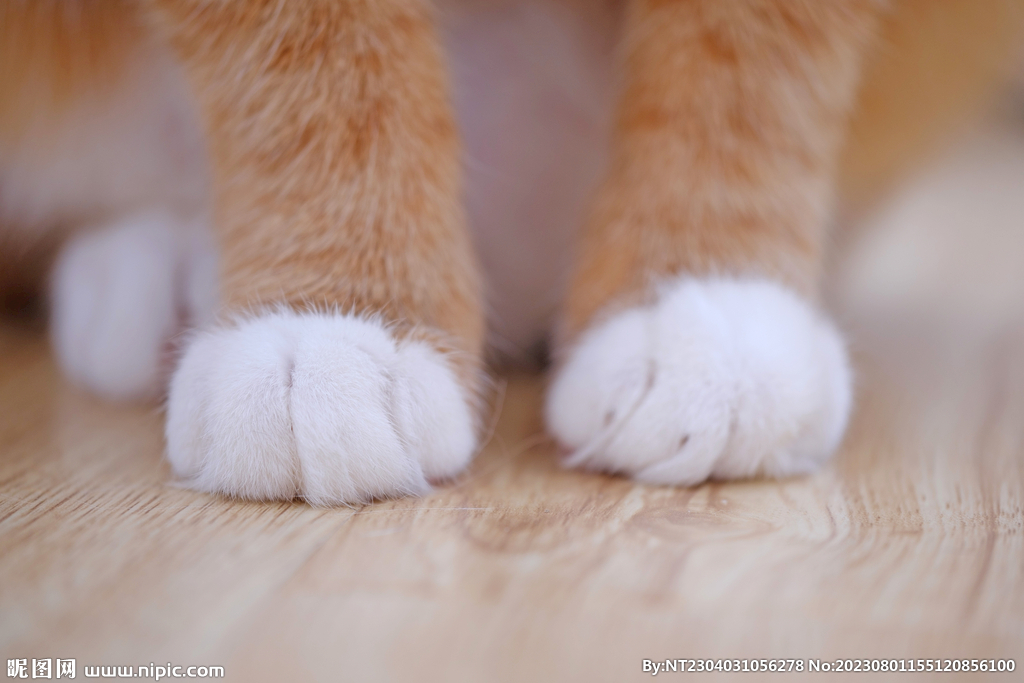 猫爪
