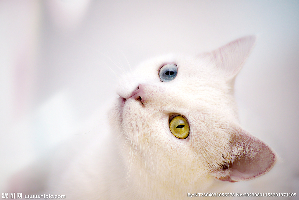 萌猫