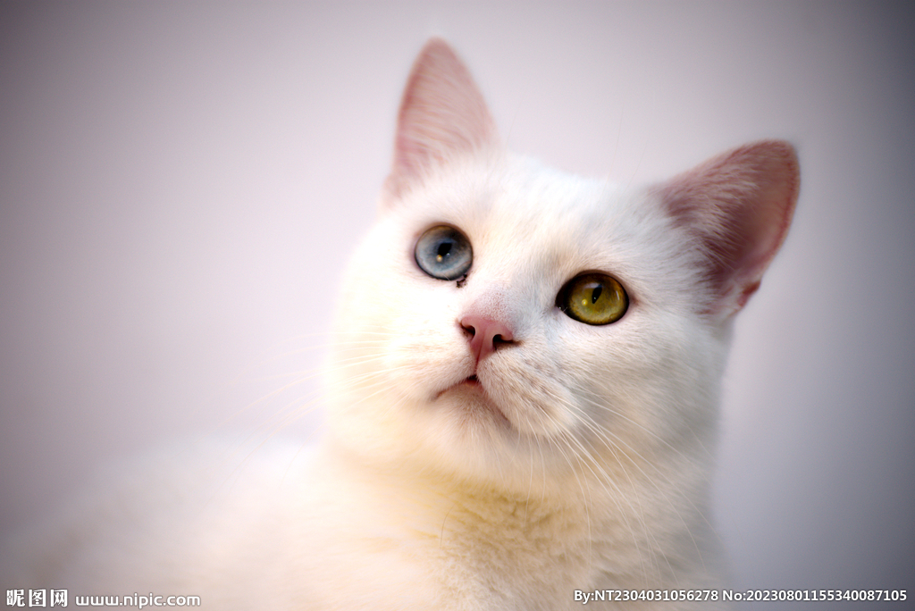 猫咪