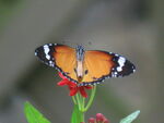 金斑蝶 
