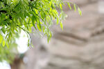绿树嫩芽