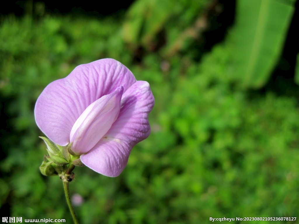 炬瓣豆