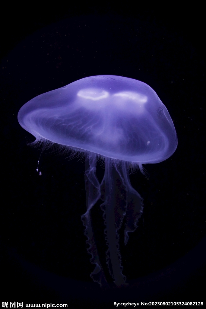 水母