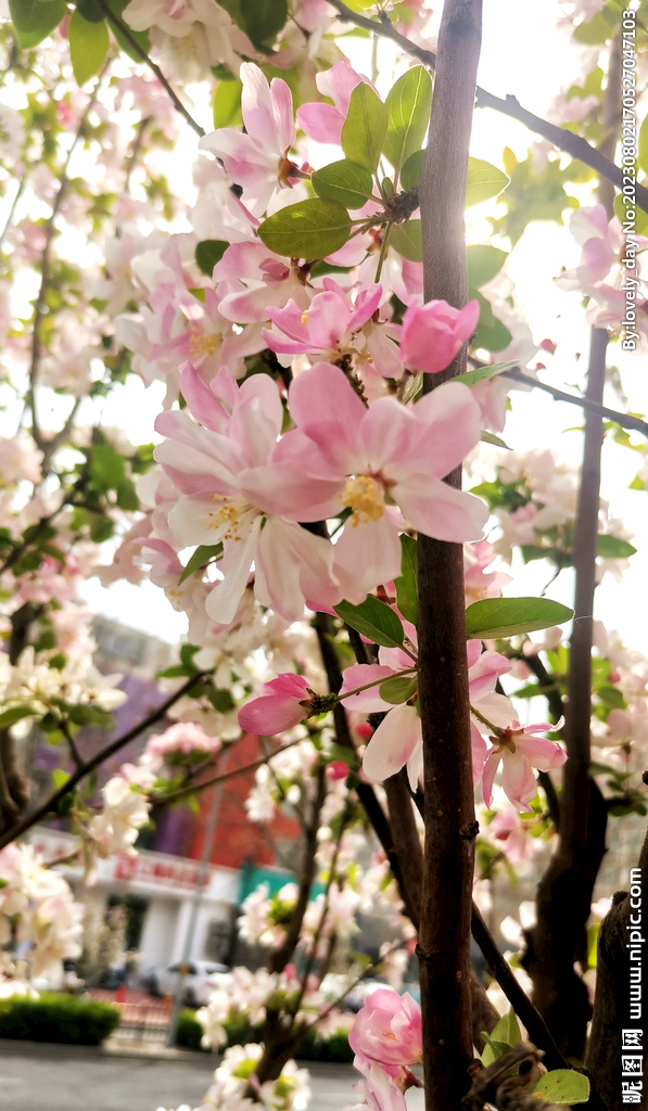 海棠花