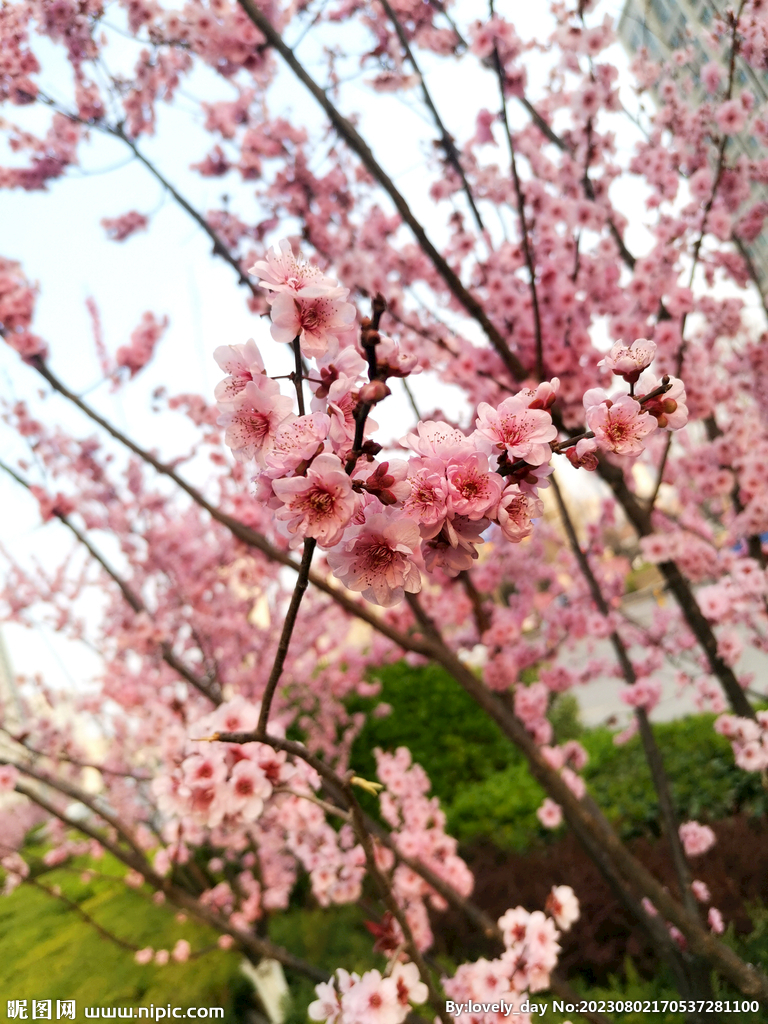 樱花