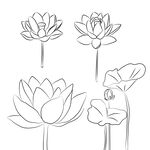 莲花