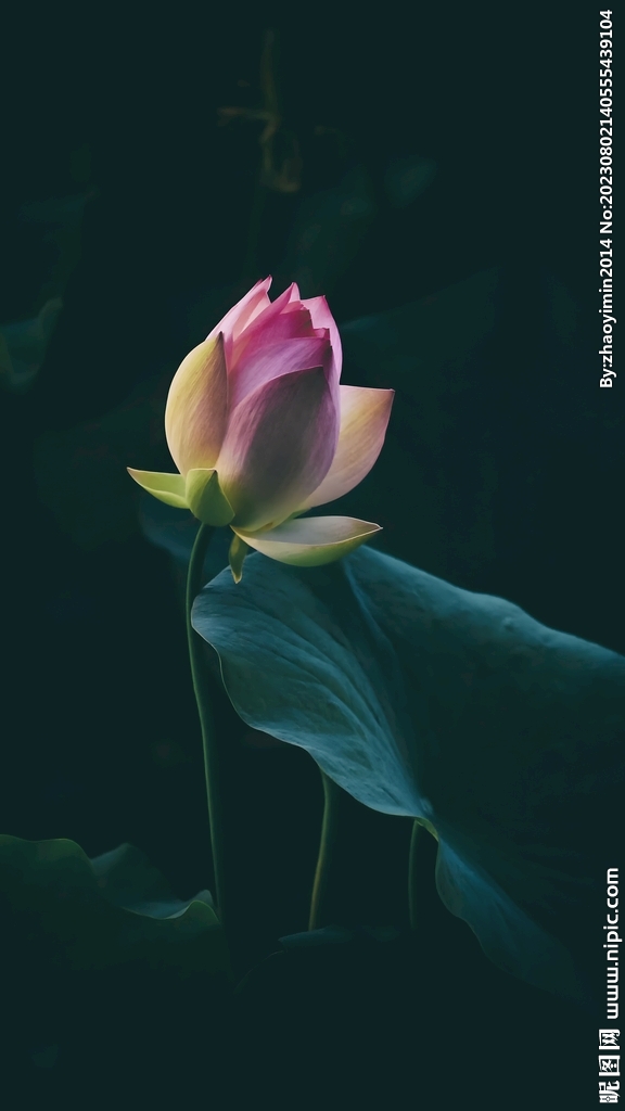 荷花