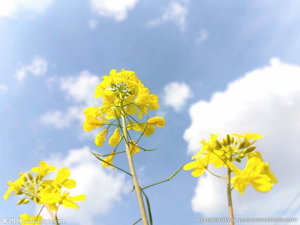 油菜花