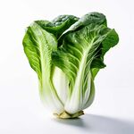 白菜