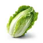 白菜