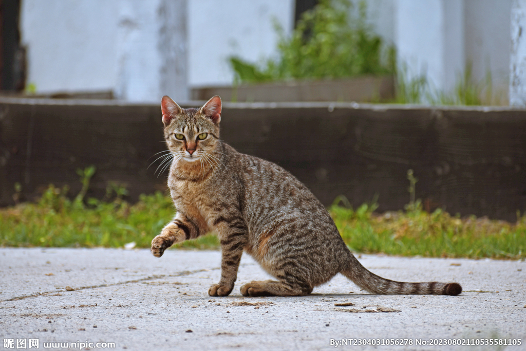 萌猫