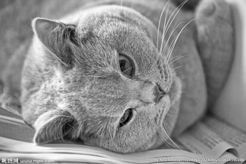萌猫
