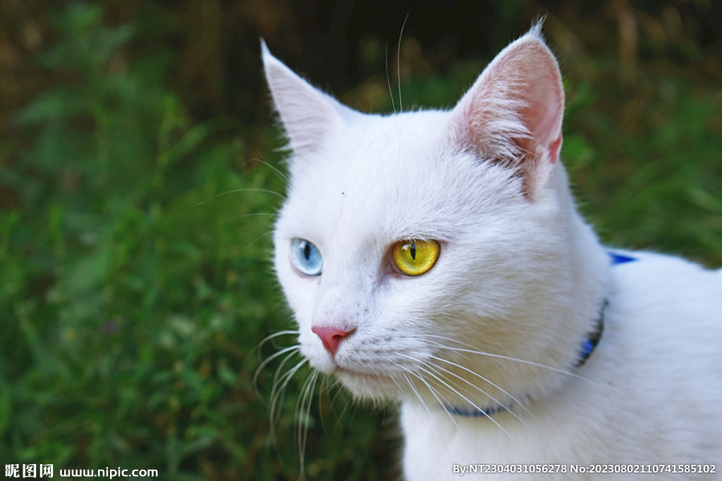 萌猫