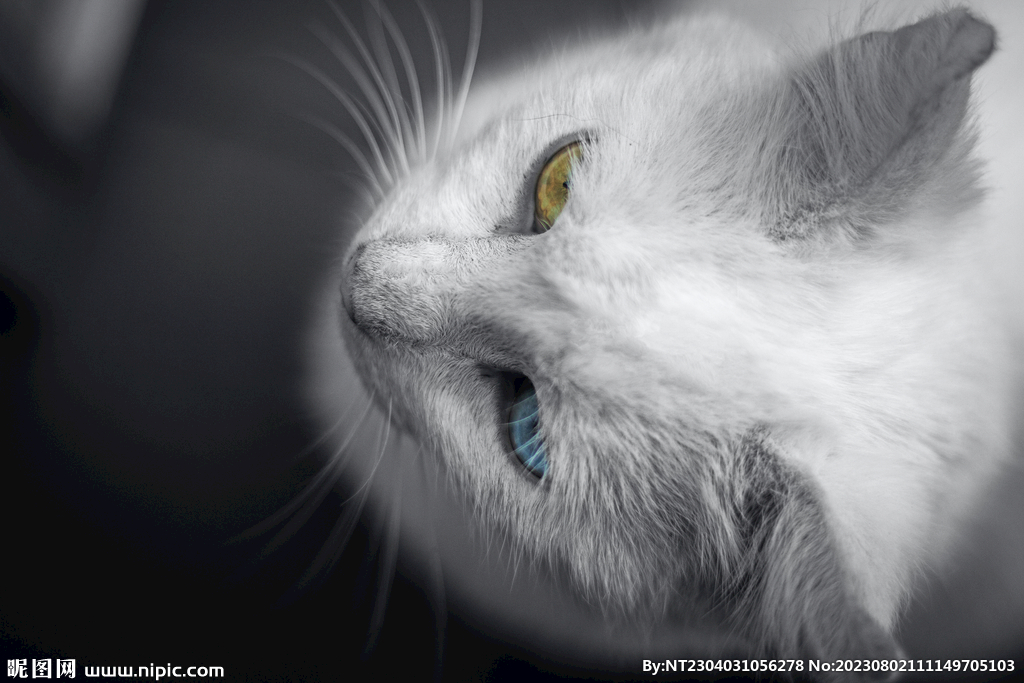 萌猫 