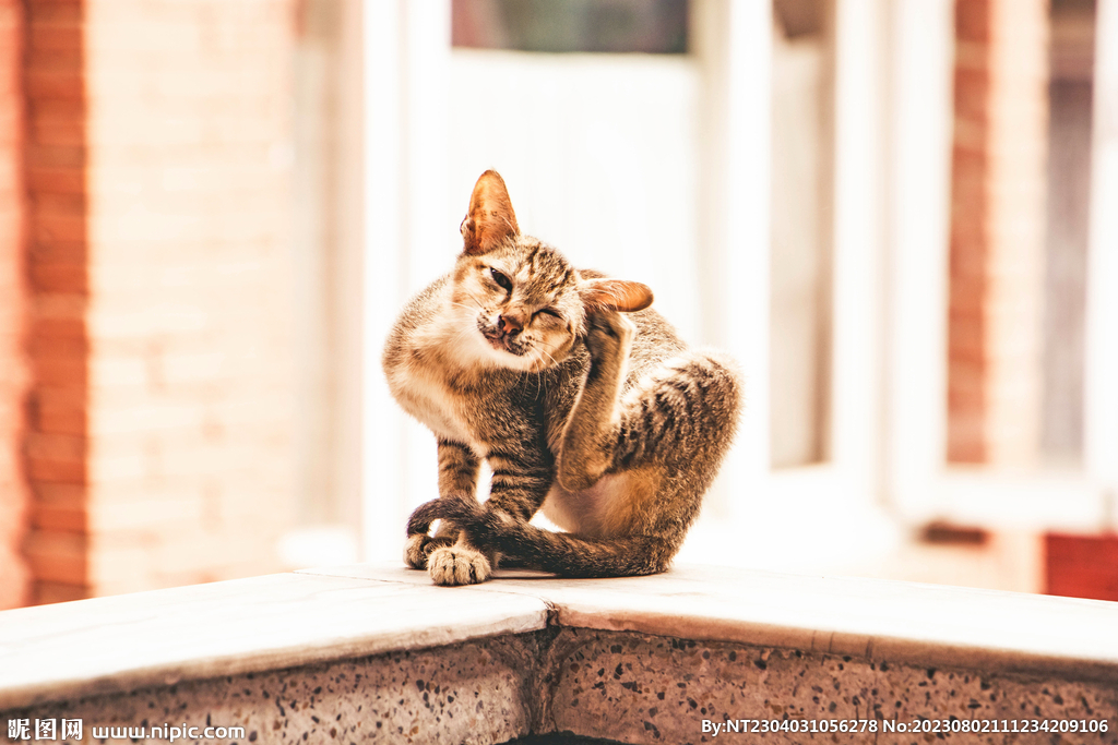 萌猫
