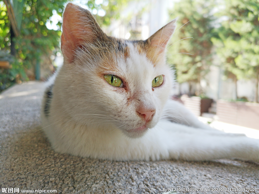 萌猫