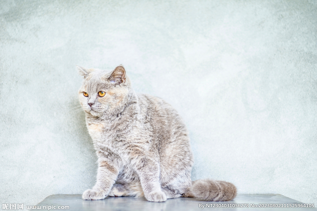 萌猫