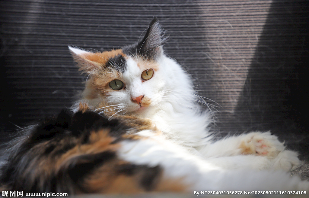 萌猫
