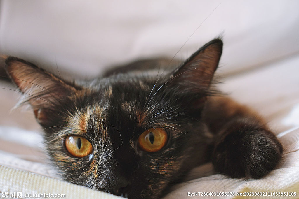 萌猫 
