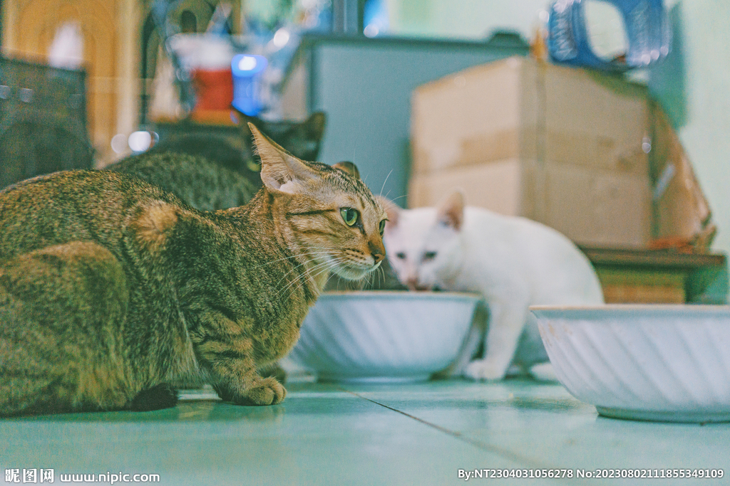 萌猫