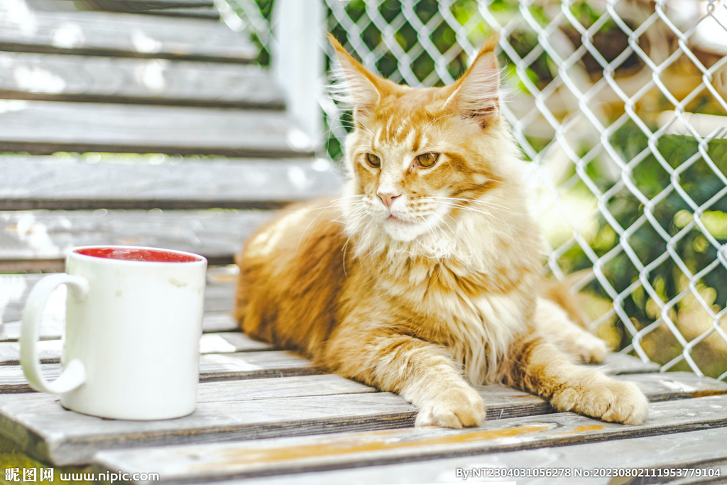 萌猫 