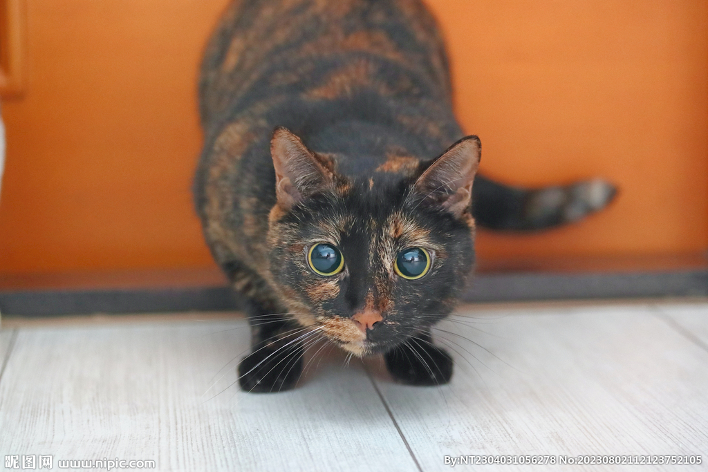 萌猫 