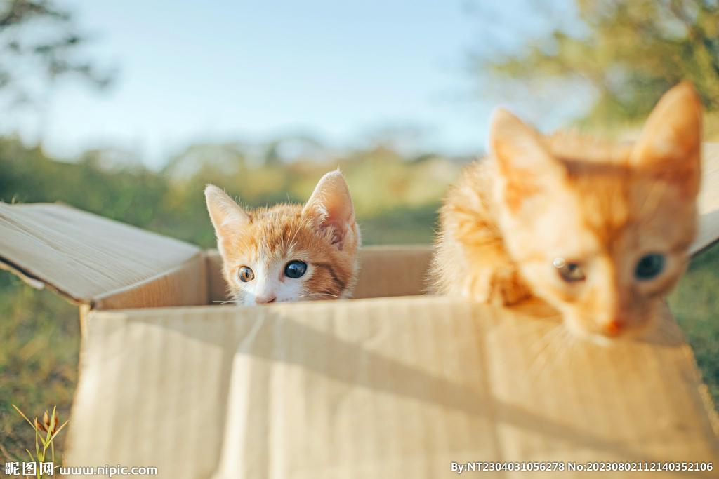 萌猫 