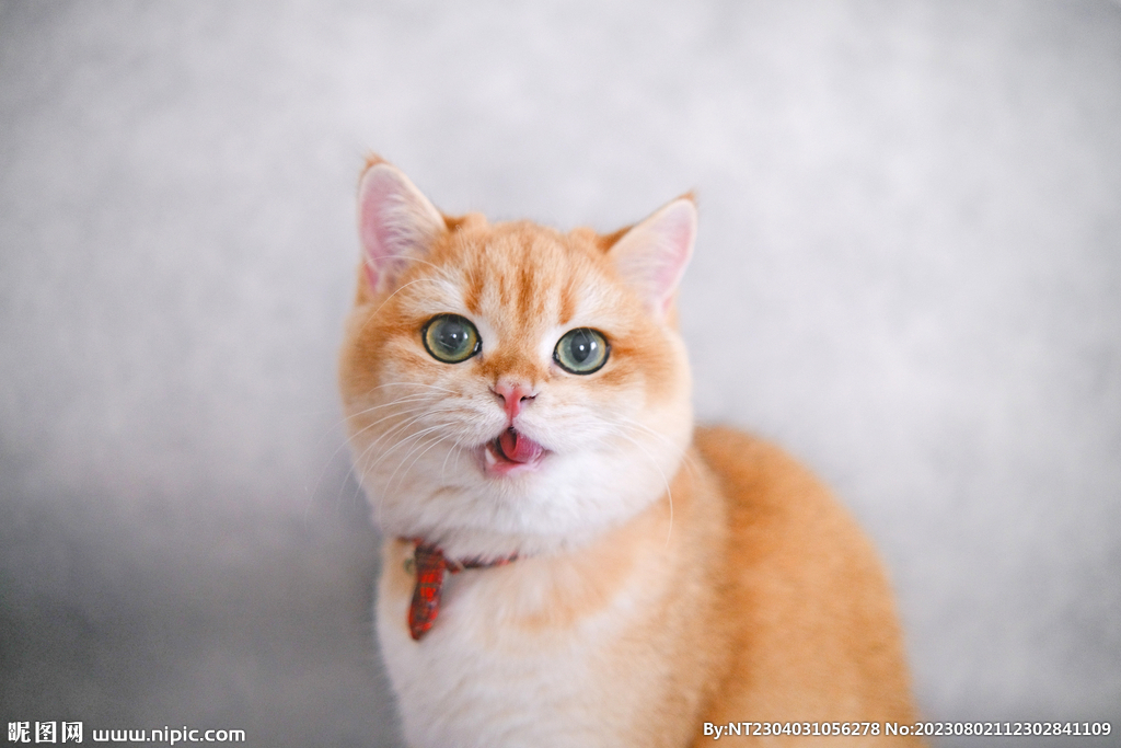 萌猫