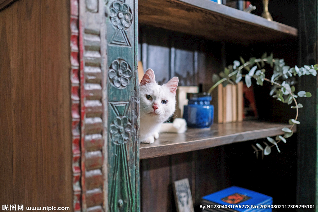 萌猫