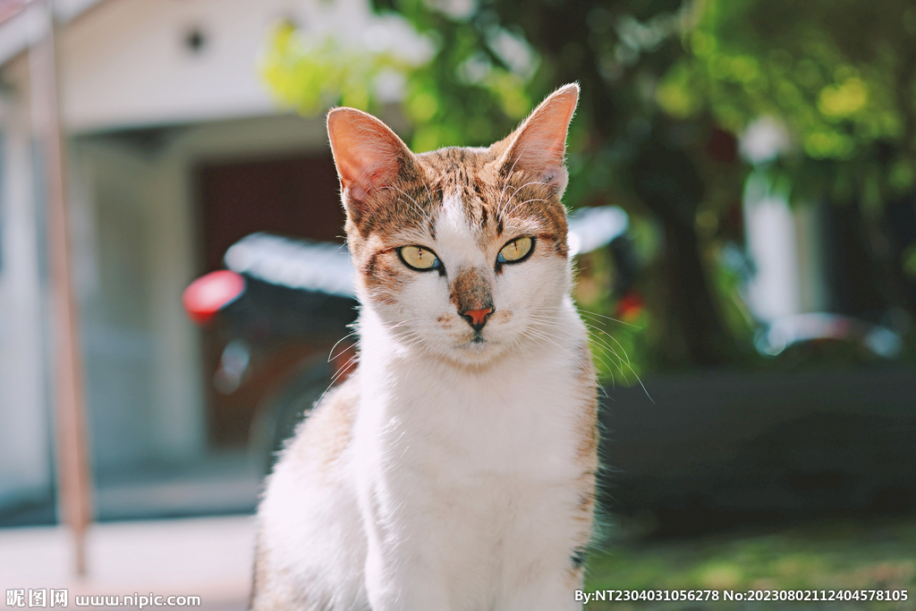 萌猫 