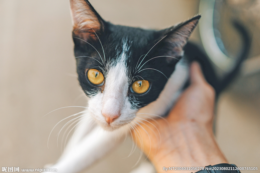 萌猫