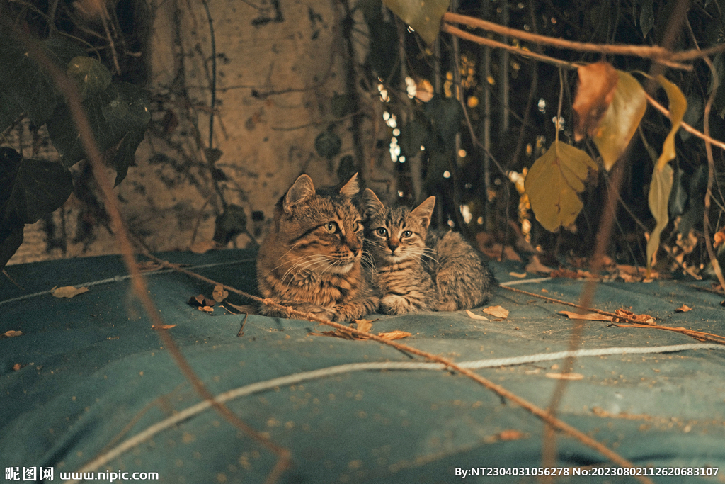 萌猫