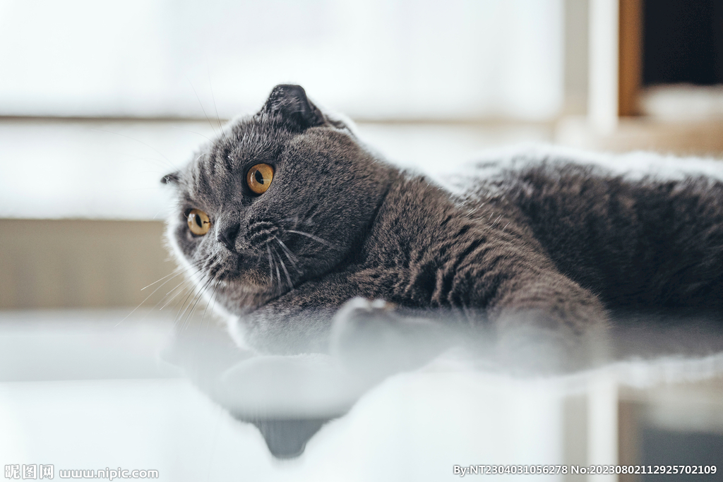萌猫