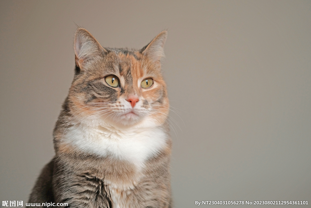 萌猫