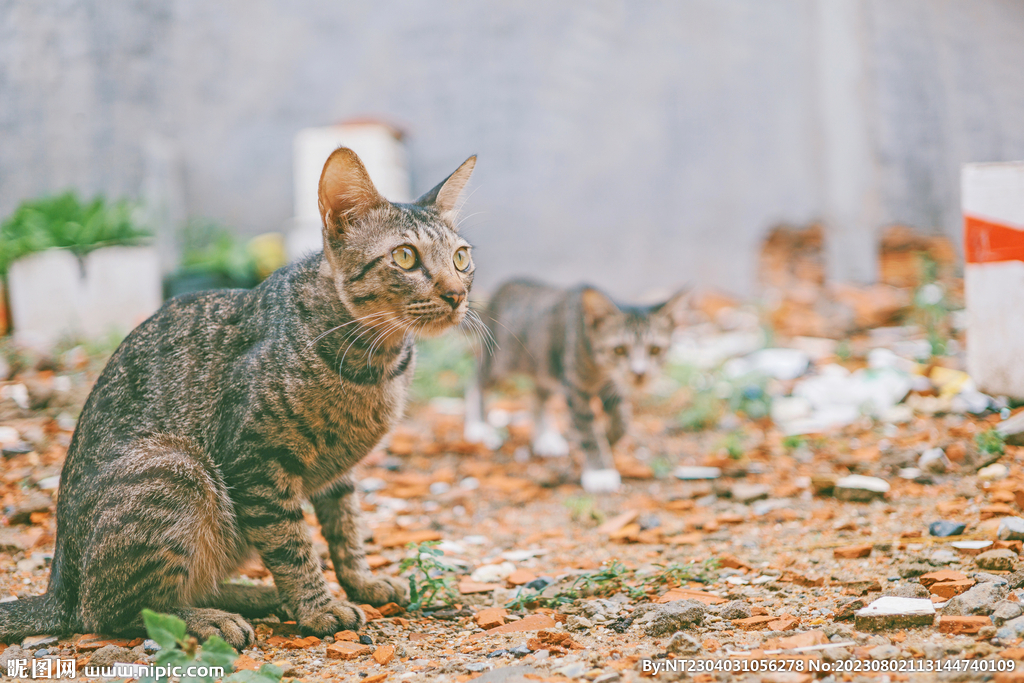 萌猫