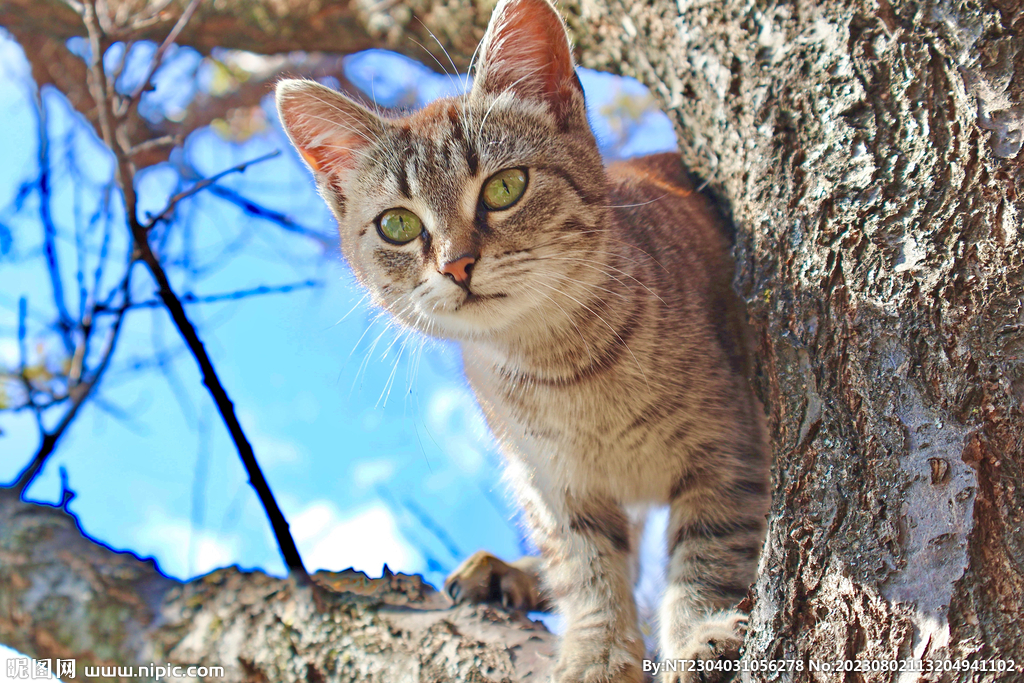 萌猫