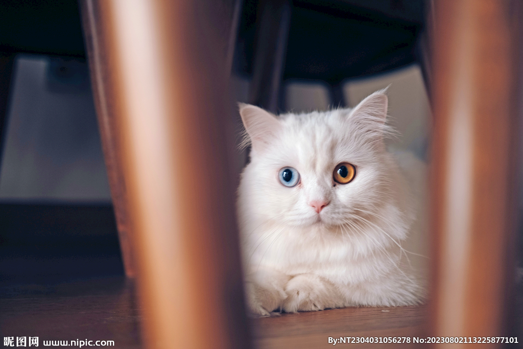 萌猫