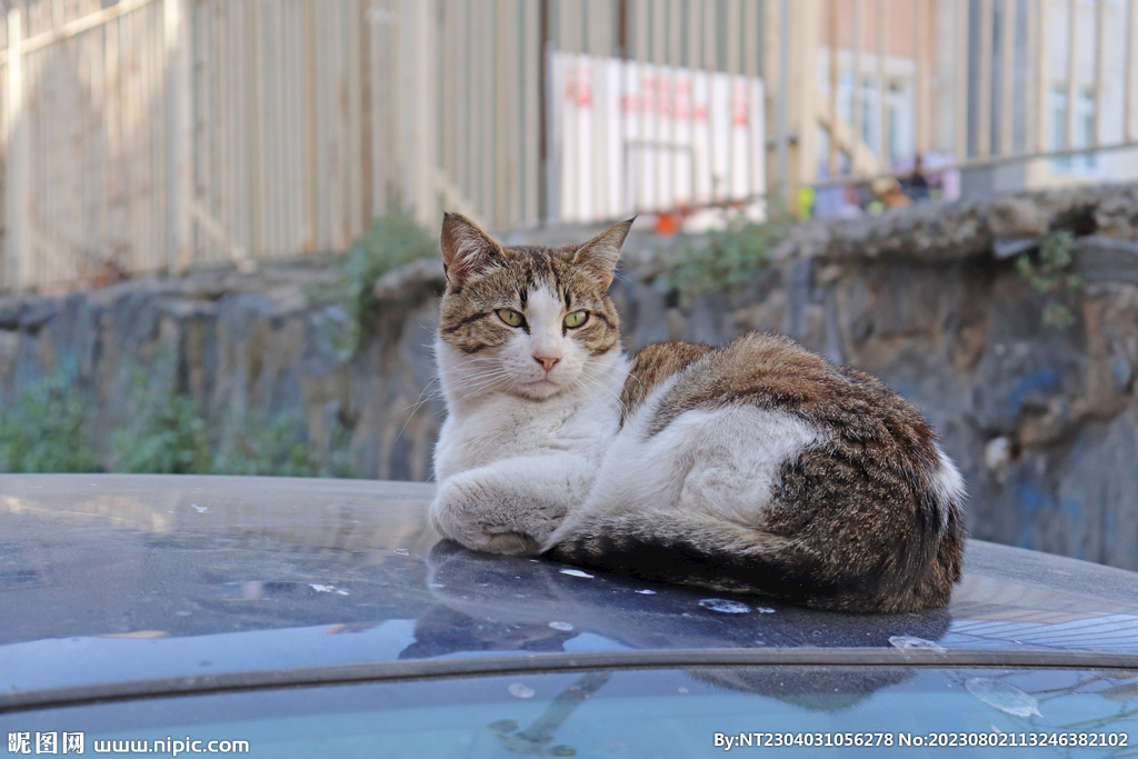 萌猫