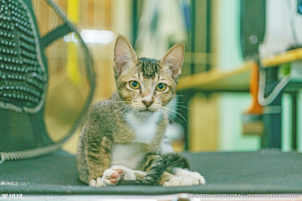 萌猫
