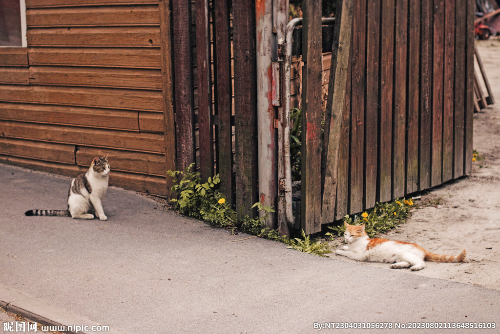 萌猫