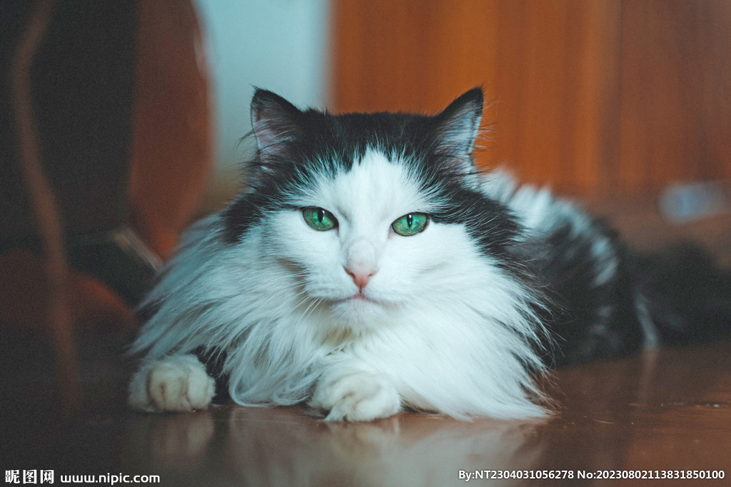 萌猫