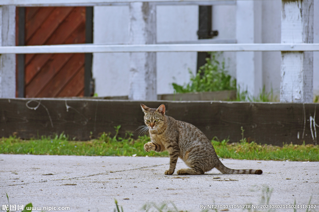 萌猫 