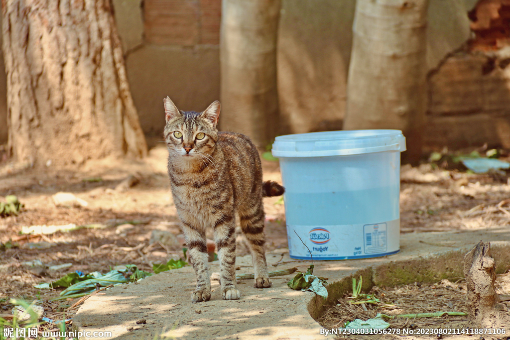 萌猫