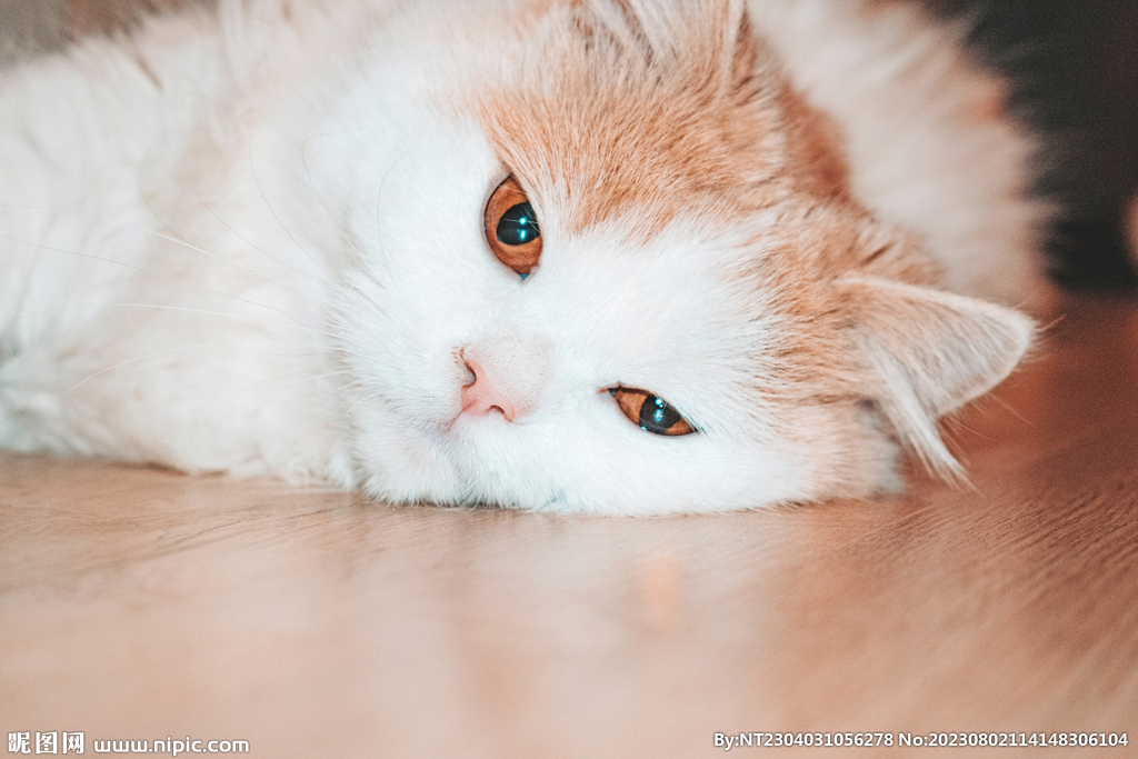 萌猫